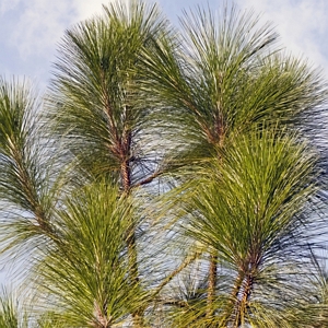 Longleaf Pine Tree